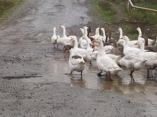 Oğuzda uzun illərdir təmir olunmayan yol yararsız vəziyyətə düşüb