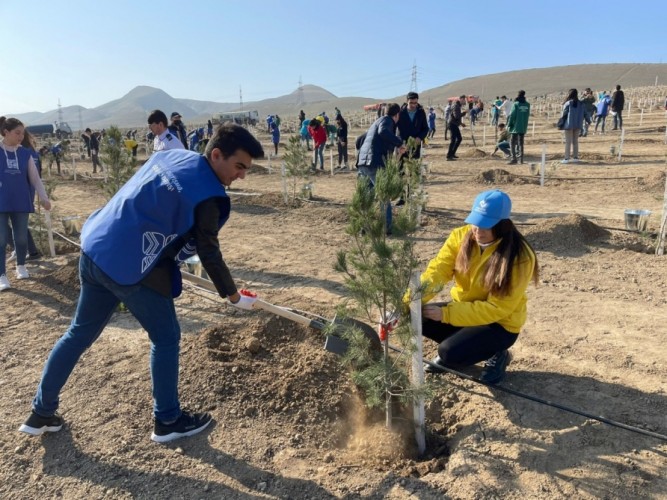 More than 100,000 trees were planted in the forest fund lands in the last week.