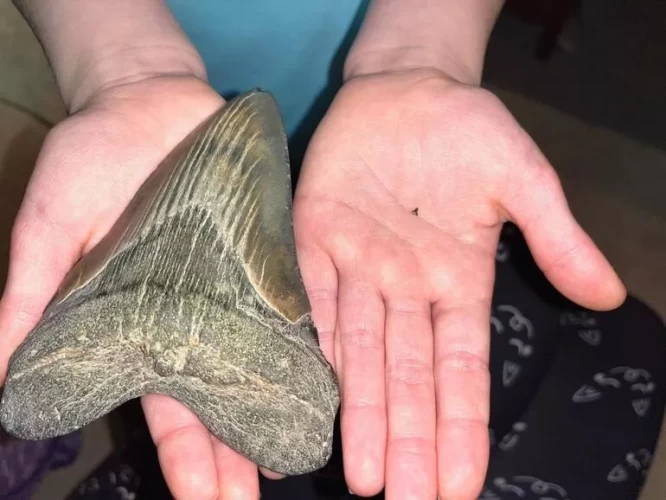 9 yaşlı uşaq nəsli kəsilmiş köpək balığının dişini tapdı