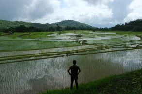 Climate change is hurting India’s rice crop