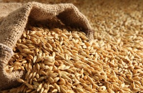 Россельхознадзор запретил вывоз зерна в Казахстан, Кыргызстан и Азербайджан