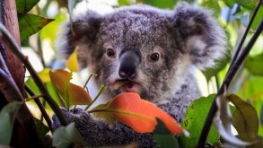 Australia vows new plan to stop extinction crisis