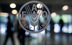 FAO: “Qlobal ərzaq məhsullarının qiymətləri 6 aydır ucuzlaşır”