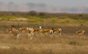 Джейраны вернутся в Джебраильский и Зангиланский районы