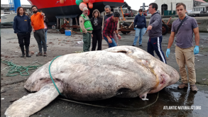 2,7 ton ağırlığında olan ay balığı dünyanın ən ağır balığı kimi tanınıb