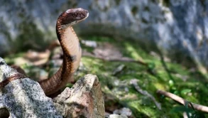 Zooparkdan qaçdı, bir həftə sonra geri qayıtdı