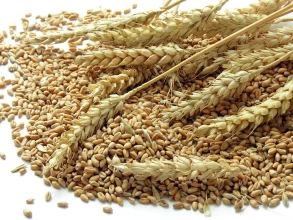 Amount of grains exported from Russia to Azerbaijan, Uzbekistan, Georgia announced