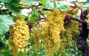 38 tons of grapes were exported from Azerbaijan to Volgograd