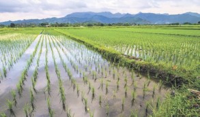 This year, the average yield of rice in Azerbaijan increased by 1.4 cents/ha