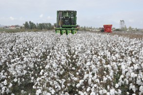 More than 275,000 tons of cotton were delivered to supply points in Azerbaijan