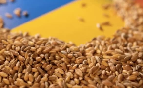 Ukrainian grain to be exported via Poland