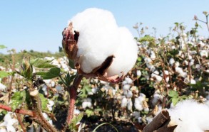 More than 295,000 tons of cotton were delivered to supply points in Azerbaijan