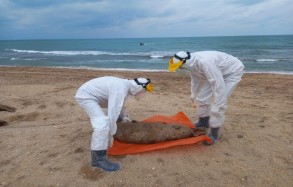 Взяты пробы с туш тюленей, найденных в азербайджанском секторе Каспийского моря