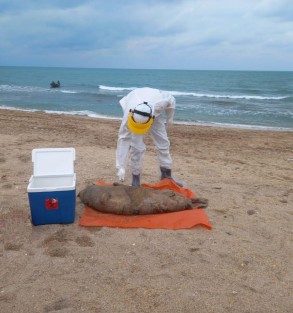 Samples were taken from the carcasses of seals found in the Azerbaijan section of the Caspian Sea