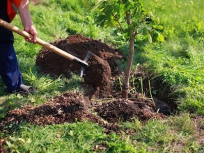 More than 100,000 trees were planted in the forest fund lands in the last week.