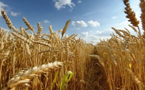 The amount of grain exported from Ukraine to the countries of the world has exceeded 14 million tons
