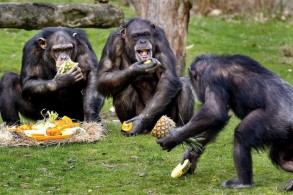 İsveçdə zooparkdan qaçan şimpanzeləri güllələdilər - FOTO/VİDEO