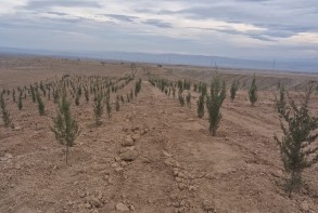 В Карабахе в комплексе «Дружественный лес» проводятся мероприятия по посадке деревьев