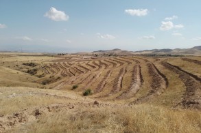 Tree- planting events held in Friendship Forest Complex in Karabakh