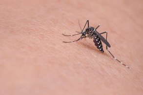 Ученые раскрыли причину мутаций «супер-комаров»