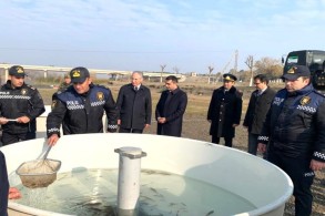 Baby fish were released into the Kura river