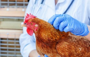 Чехия: вспышка птичьего гриппа на крупной птицефабрике