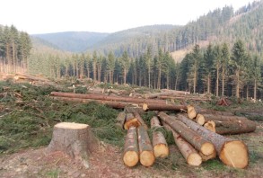 The Ministry made a statement about the mass cutting of trees in the forests in Oguz