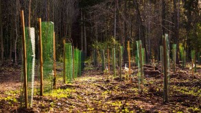 3 million trees will be planted in Azerbaijan this year