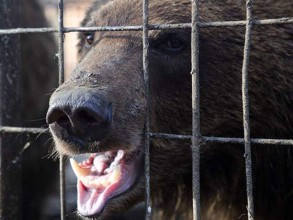 Zooparkda ayı işçini öldürdü