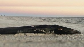 ABŞ-da nəsli kəsilməkdə olan finval balina sahilə çıxdı