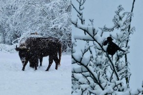 Şahdağ Milli Parkından görüntülər - FOTO