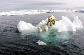 Arktikadakı buzların əriməsinə səbəb biz deyilmişik - FOTO