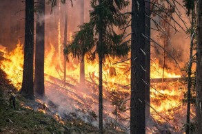 Climate change scorches record amount of land in Russia this year