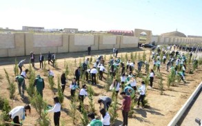 Bakıda Anım Gününə həsr edilən ağacəkmə aksiyası keçirilib