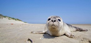 Bodies of 10 seals found in Pirshaghi coast of Caspian Sea-PHOTO