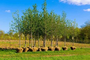 Restoration of Topkhana forest begins in Azerbaijan’s Shusha