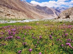 India opens largest aromatic garden in Himalayan region