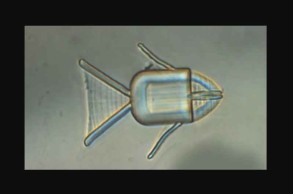 Рыбка-микробот доставит противораковые препараты прямо в опухоль <span style="color:red">- ВИДЕО</span>