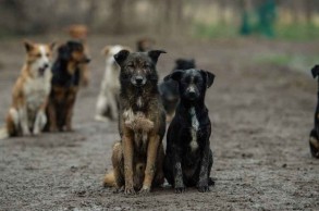 Бродячая собака с щенками спасла оставленного на улице младенца