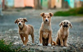 Azerbaijan may increase fines for animal cruelty