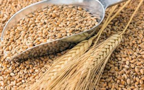 State Seed Fund imports 340 tons of elite wheat seeds from Krasnodar in 2021