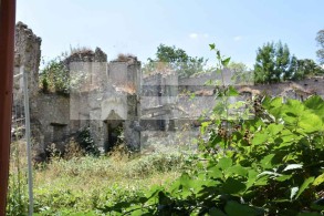 65 endangered plant species were found in liberated territories of Azerbaijan - ANAS