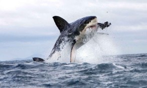 Shark attack kills swimmer in Sydney bay