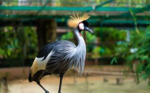 African country introduces life sentence for killing cranes