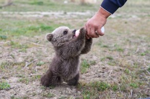 Exhausted bear cub found near Iraqi border gets new home in Turkey