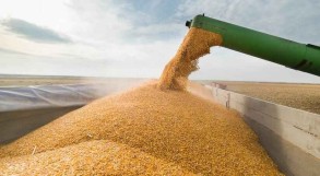 Ukraine may lose tens of millions of tonnes of grain