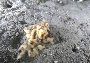 Sponges back in Turkey’s Marmara Sea free of sea snot