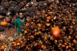 Indonesia faces international pressure over palm oil export ban