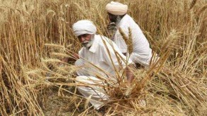 Global wheat prices jump after India export ban