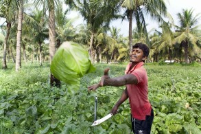 Sri Lanka faces ‘man-made’ food crisis as farmers stop planting